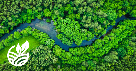 Aerial photo of river and trees